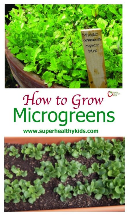 How to Grow Microgreens. Here's a complete guide to microgreens!