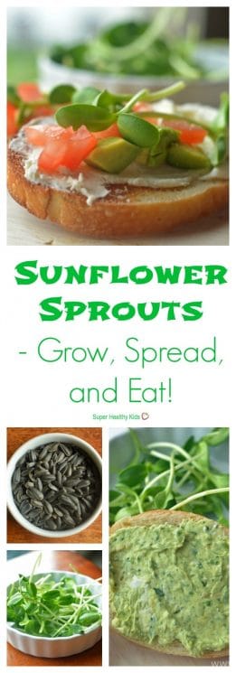 GARDENING - Sunflower Sprouts- Grow, Spread, and Eat! A comprehensive guide to sunflower sprouts. https://www.superhealthykids.com/sunflower-sprouts-grow-spread-and-eat/