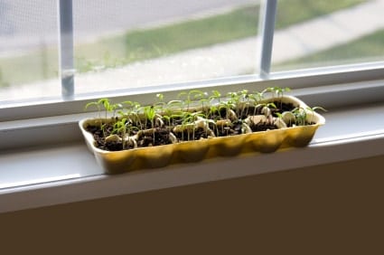 Egg Carton Herb Garden