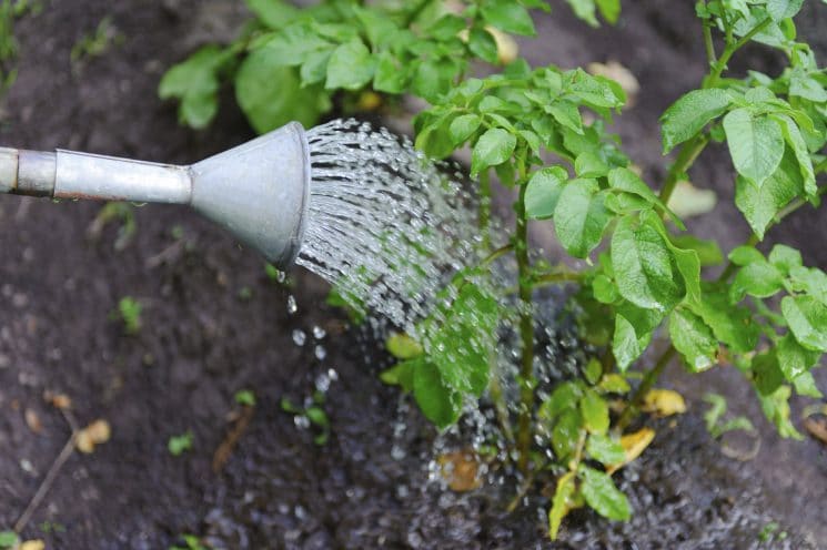 Watering Plants