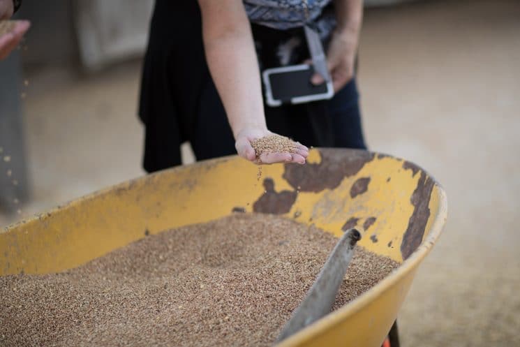 oats in a wheel barrow