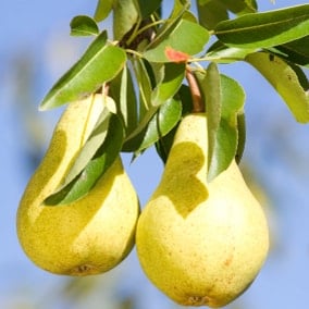 Pears