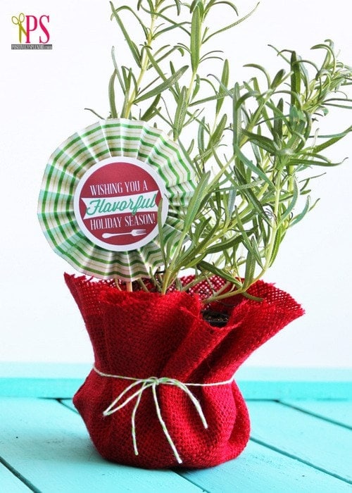 Potted herb in a red bag