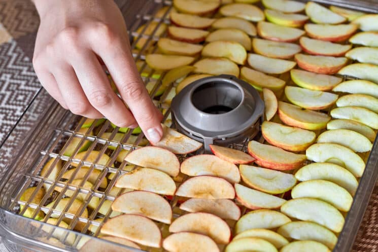 Sliced apples in the food dryer. Cut apples on dehydrator tray. 