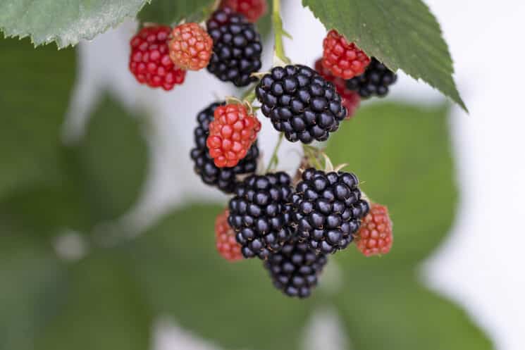 blackberries growing on a plant