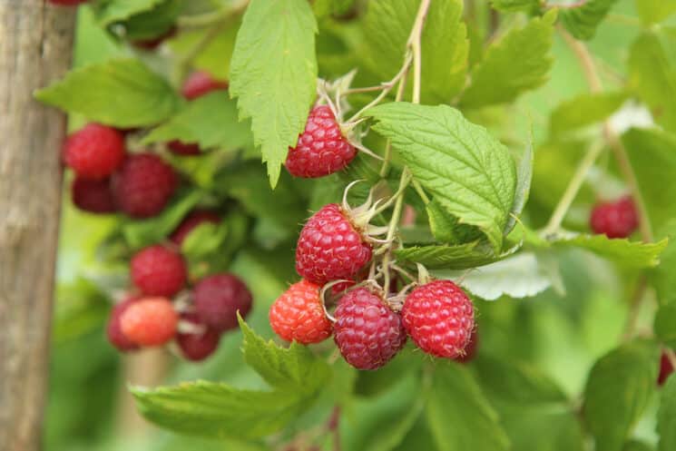 raspberries growing on a plant