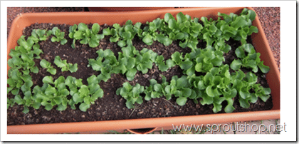 How to Grow Microgreens. Here's a complete guide to microgreens!